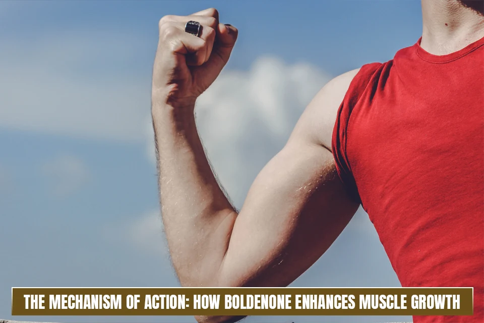 How Boldenone Enhances Muscle Growth